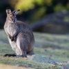 Klokan rudokrky - Macropus rufogriseus - Bennetts wallaby o7811